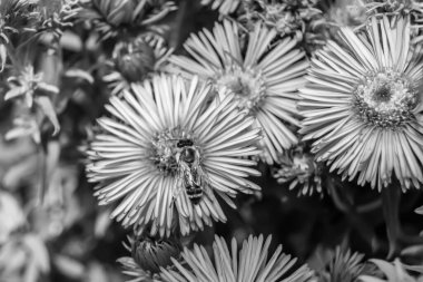 Arka planda yaban arısı kanatlı güzel bir arı, yabani çiçeklerden oluşan bir fotoğraf. Arı otlağa doğru yavaşça uçuyor bal için nektar topluyor, kır otlaklarında yabani bir çiçek arısı.