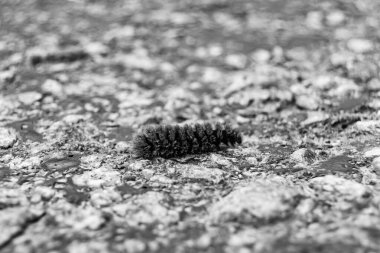Tema üzerine fotoğraf güzel kıllı tırtıl kelebeğe dönüşmek için acele ediyor kırsal alanda küçük bir kelebek tırtılından oluşan fotoğraf büyük araba yolunda hızla sürünüyor.