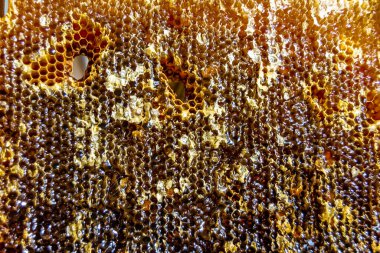 Altın nektarla dolu altıgen bal peteklerinden arı damlayan bal damlası, bal peteği yaz kompozisyonu doğal bal damlası, balmumu çerçeve arısına damlayan bal damlası, bal peteğine damlayan bal damlası