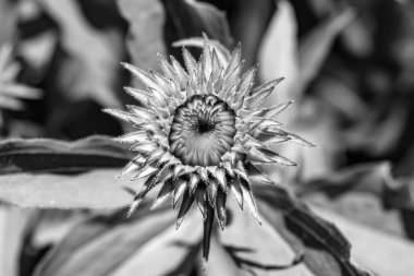 Güzel, yabani, büyüyen çiçek, arka planda sahte ayçiçeği, yabani çiçeklerden oluşan fotoğraf, sahte ayçiçeği, çimen çayırı, vahşi, büyüyen çiçek, sahte ayçiçeği çayırı.