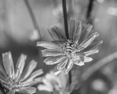 Arka planda yaban arısı kanatlı güzel bir arı, yabani çiçeklerden oluşan bir fotoğraf. Arı otlağa doğru yavaşça uçuyor bal için nektar topluyor, kır otlaklarında yabani bir çiçek arısı.