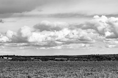 Renkli doğal arka plan üzerine köy çayırında güzel bir ufuk manzarası, uzun çayırdaki çayır köyünde ufuk manzarası, hayvan için köy otlağındaki ufuk doğa manzarası.