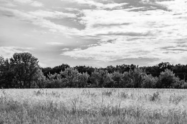 Renkli doğal arka plan üzerine köy çayırında güzel bir ufuk manzarası, uzun çayırdaki çayır köyünde ufuk manzarası, hayvan için köy otlağındaki ufuk doğa manzarası.