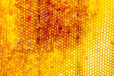 Altın nektarla dolu altıgen bal peteklerinden arı damlayan bal damlası, bal peteği yaz kompozisyonu doğal bal damlası, balmumu çerçeve arısına damlayan bal damlası, bal peteğine damlayan bal damlası