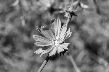 Çayırlarda yetişen güzel yabani çiçek hindibası. Yabani büyüyen çiçek hindibasından çim çayırına kadar sıradan, kırsal alanlarda sıradan yetişen yabani çiçek hindibasından oluşan fotoğraf.