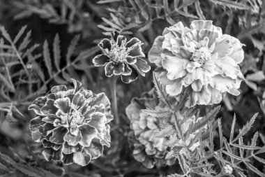 Arka bahçedeki çayırlarda yetişen güzel yabani çiçek kadife çiçeği takvimi, yabani çiçek kadife çiçeklerinden çayırlara, bitki çayırlarında yetişen yabani çiçek kadife çiçekleri.