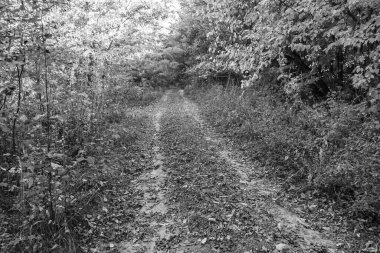 Tema üzerine fotoğrafçılık Vahşi Orman 'daki güzel patika, Vahşi Orman' a uzanan kırsal yaya yolu, İnsansız Orman 'a giden yol, Vahşi Orman' daki yaya yolu, Bu doğal doğa