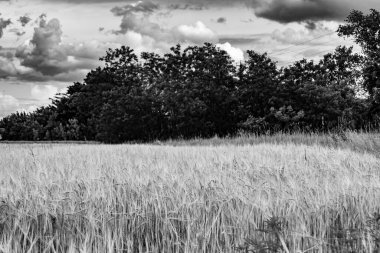 Organik hasat için büyük buğday tarlası temalı fotoğraf, gökyüzü arka planında hasat için büyük buğday tarlalarından oluşan fotoğraf, bu sonbahar mevsiminde hasat için buğday tarlası.