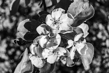 Tema üzerine fotoğraf: Temiz gökyüzü altında doğal yaprakları olan güzel meyve dalı elma ağacı, kırsal alanda meyve dalı elma ağacı, büyük bahçede çiçek dalı elma ağacı.