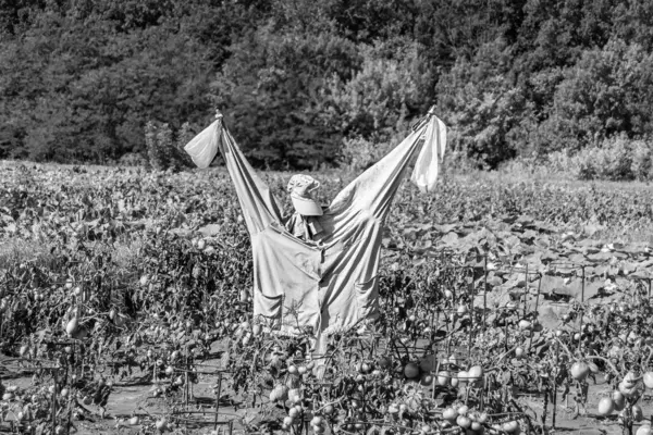 Scary scarecrow in garden discourages hungry birds, beautiful landscape consists of scary scarecrow on garden land, clear light sky over big forest, scary scarecrow in garden to protect large crop
