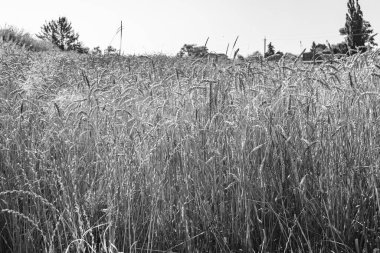 Organik hasat için büyük buğday tarlası temalı fotoğraf, gökyüzü arka planında hasat için büyük buğday tarlalarından oluşan fotoğraf, bu sonbahar mevsiminde hasat için buğday tarlası.
