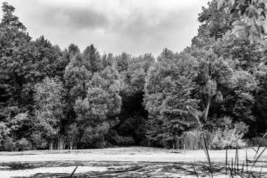 Kırsal kesimde yetişen güzel ot sazları renkli arka planda yetişiyor. Islak sularda vahşi ot bataklık kamışları, doğadan gelen uzun çimen kamışları.