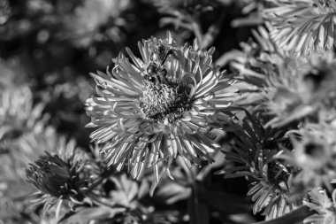 Arka planda yaban arısı kanatlı güzel bir arı, yabani çiçeklerden oluşan bir fotoğraf. Arı otlağa doğru yavaşça uçuyor bal için nektar topluyor, kır otlaklarında yabani bir çiçek arısı.