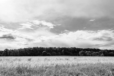Renkli doğal arka plan üzerine köy çayırında güzel bir ufuk manzarası, uzun çayırdaki çayır köyünde ufuk manzarası, hayvan için köy otlağındaki ufuk doğa manzarası.