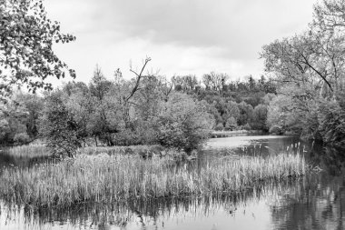 Kırsal kesimde yetişen güzel ot sazları renkli arka planda yetişiyor. Islak sularda vahşi ot bataklık kamışları, doğadan gelen uzun çimen kamışları.