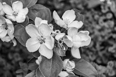 Tema üzerine fotoğraf: Temiz gökyüzü altında doğal yaprakları olan güzel meyve dalı elma ağacı, kırsal alanda meyve dalı elma ağacı, büyük bahçede çiçek dalı elma ağacı.