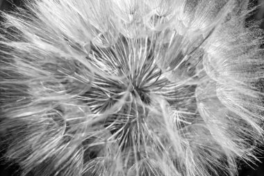 Arka planda büyüyen güzel çiçek tohumu karahindiba, yabani çiçek tohumu karahindibasından çim çayırına, kırsalda büyüyen yabani çiçek tohumu karahindibasından oluşan fotoğraf.