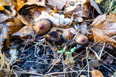 Ormanda yaprakların üzerinde büyük ve güzel zehirli mantar teması için fotoğraf, doğal zehirli mantarlardan ormanlara kadar fotoğraf, büyük ormanlarda zehirli mantarlar.