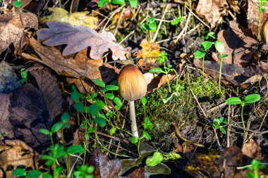 Ormanda yaprakların üzerinde büyük ve güzel zehirli mantar teması için fotoğraf, doğal zehirli mantarlardan ormanlara kadar fotoğraf, büyük ormanlarda zehirli mantarlar.