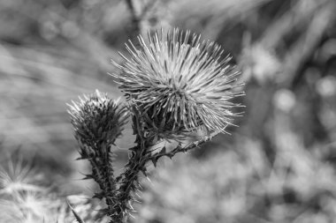 Arkaplan otlağında güzel yetişen çiçek kökü dikenli devedikeni. Çiçek kökü dikeninden çim çayırına kadar uzanan fotograf. Meadow kırsalında çiçek kökü dikenli dikenli devedikeni.