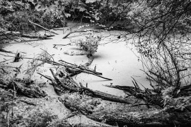 Kırsal kesimde yetişen güzel ot sazları renkli arka planda yetişiyor. Islak sularda vahşi ot bataklık kamışları, doğadan gelen uzun çimen kamışları.