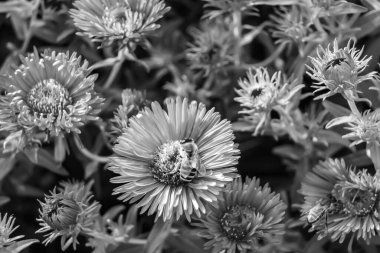 Arka planda yaban arısı kanatlı güzel bir arı, yabani çiçeklerden oluşan bir fotoğraf. Arı otlağa doğru yavaşça uçuyor bal için nektar topluyor, kır otlaklarında yabani bir çiçek arısı.