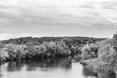 Kırsal kesimde yetişen güzel ot sazları renkli arka planda yetişiyor. Islak sularda vahşi ot bataklık kamışları, doğadan gelen uzun çimen kamışları.