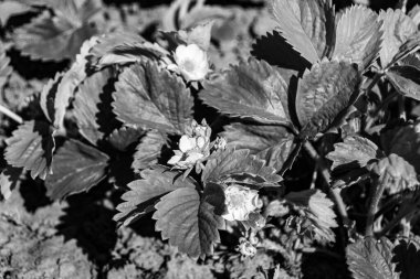 Tema üzerine fotoğraf: Doğal yapraklı güzel böğürtlen dalı, kırsal alanda çilek dalından oluşan fotoğraf, büyük bahçedeki çilek dalları.