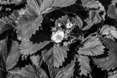 Tema üzerine fotoğraf: Doğal yapraklı güzel böğürtlen dalı, kırsal alanda çilek dalından oluşan fotoğraf, büyük bahçedeki çilek dalları.
