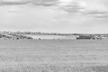 Renkli doğal arka plan üzerine köy çayırında güzel bir ufuk manzarası, uzun çayırdaki çayır köyünde ufuk manzarası, hayvan için köy otlağındaki ufuk doğa manzarası.
