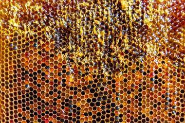 Altın nektarla dolu altıgen bal peteklerinden arı damlayan bal damlası, bal peteği yaz kompozisyonu doğal bal damlası, balmumu çerçeve arısına damlayan bal damlası, bal peteğine damlayan bal damlası