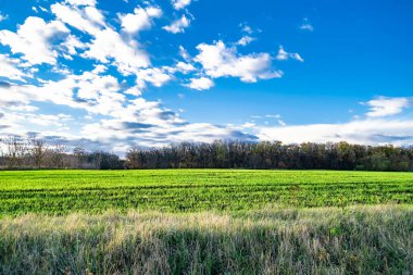 Organik hasat için büyük boş tarla fotoğrafları, gökyüzü arka planında hasat için büyük boş tarım tarlalarından oluşan fotoğraf, bu sonbahar mevsiminde hasat için boş tarla.