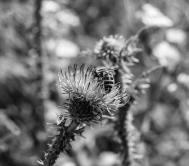 Arka planda yaban arısı kanatlı güzel bir arı, yabani çiçeklerden oluşan bir fotoğraf. Arı otlağa doğru yavaşça uçuyor bal için nektar topluyor, kır otlaklarında yabani bir çiçek arısı.