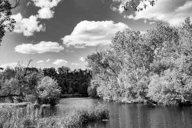 Kırsal kesimde yetişen güzel ot sazları renkli arka planda yetişiyor. Islak sularda vahşi ot bataklık kamışları, doğadan gelen uzun çimen kamışları.