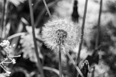 Arka planda büyüyen güzel çiçek tohumu karahindiba, yabani çiçek tohumu karahindibasından çim çayırına, kırsalda büyüyen yabani çiçek tohumu karahindibasından oluşan fotoğraf.