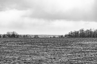Organik hasat için büyük boş tarla fotoğrafları, gökyüzü arka planında hasat için büyük boş tarım tarlalarından oluşan fotoğraf, bu sonbahar mevsiminde hasat için boş tarla.