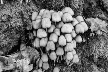 Ormanda yaprakların üzerinde büyük ve güzel zehirli mantar teması için fotoğraf, doğal zehirli mantarlardan ormanlara kadar fotoğraf, büyük ormanlarda zehirli mantarlar.