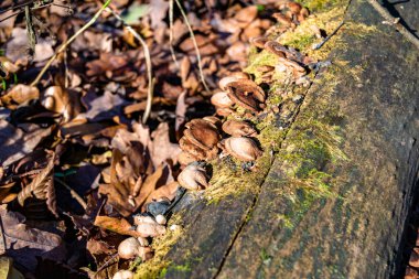 Ormanda yaprakların üzerinde büyük ve güzel zehirli mantar teması için fotoğraf, doğal zehirli mantarlardan ormanlara kadar fotoğraf, büyük ormanlarda zehirli mantarlar.