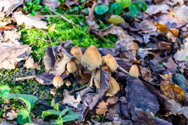 Ormanda yaprakların üzerinde büyük ve güzel zehirli mantar teması için fotoğraf, doğal zehirli mantarlardan ormanlara kadar fotoğraf, büyük ormanlarda zehirli mantarlar.