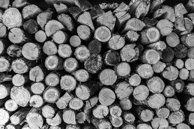 Temalı büyük bir meşe ağacı kütüğü duvarı, doğal arka planda eski meşe kütükleri, çeşitli çizgilerle dokulu geleneksel meşe ağacı kütükleri.