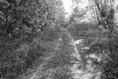 Tema üzerine fotoğrafçılık Vahşi Orman 'daki güzel patika, Vahşi Orman' a uzanan kırsal yaya yolu, İnsansız Orman 'a giden yol, Vahşi Orman' daki yaya yolu, Bu doğal doğa