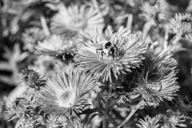 Arka planda yaban arısı kanatlı güzel bir arı, yabani çiçeklerden oluşan bir fotoğraf. Arı otlağa doğru yavaşça uçuyor bal için nektar topluyor, kır otlaklarında yabani bir çiçek arısı.