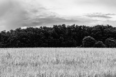 Organik hasat için büyük buğday tarlası temalı fotoğraf, gökyüzü arka planında hasat için büyük buğday tarlalarından oluşan fotoğraf, bu sonbahar mevsiminde hasat için buğday tarlası.
