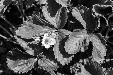 Tema üzerine fotoğraf: Doğal yapraklı güzel böğürtlen dalı, kırsal alanda çilek dalından oluşan fotoğraf, büyük bahçedeki çilek dalları.