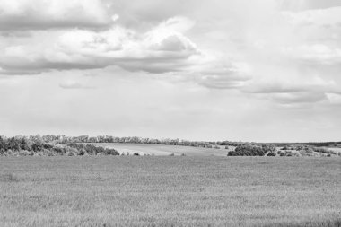 Renkli doğal arka plan üzerine köy çayırında güzel bir ufuk manzarası, uzun çayırdaki çayır köyünde ufuk manzarası, hayvan için köy otlağındaki ufuk doğa manzarası.