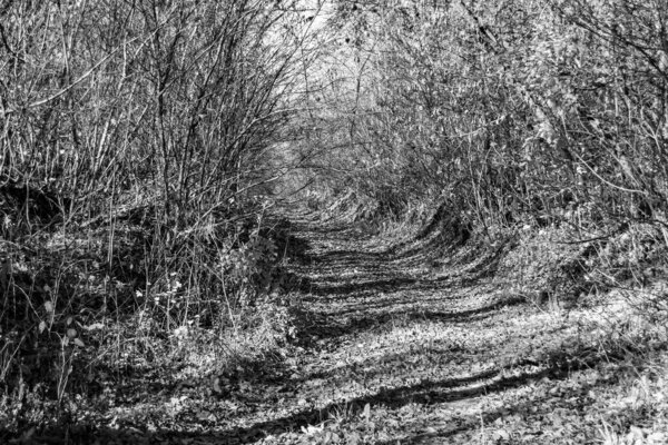 Photography on theme beautiful footpath in wild foliage woodland, photo consisting of rural footpath to wild foliage woodland without people, footpath at wild foliage woodland this is natural nature