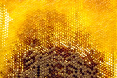 Altın nektarla dolu altıgen bal peteklerinden arı damlayan bal damlası, bal peteği yaz kompozisyonu doğal bal damlası, balmumu çerçeve arısına damlayan bal damlası, bal peteğine damlayan bal damlası