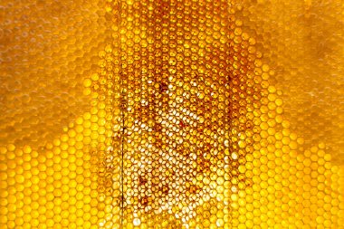 Altın nektarla dolu altıgen bal peteklerinden arı damlayan bal damlası, bal peteği yaz kompozisyonu doğal bal damlası, balmumu çerçeve arısına damlayan bal damlası, bal peteğine damlayan bal damlası