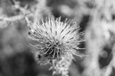 Arkaplan otlağında güzel yetişen çiçek kökü dikenli devedikeni. Çiçek kökü dikeninden çim çayırına kadar uzanan fotograf. Meadow kırsalında çiçek kökü dikenli dikenli devedikeni.
