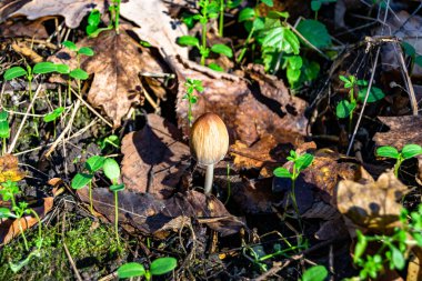 Ormanda yaprakların üzerinde büyük ve güzel zehirli mantar teması için fotoğraf, doğal zehirli mantarlardan ormanlara kadar fotoğraf, büyük ormanlarda zehirli mantarlar.